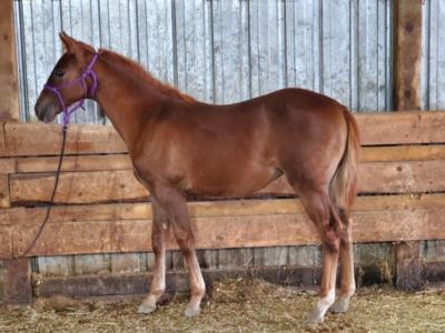 Citrine Bartender JW <BR> AQHA 6252866